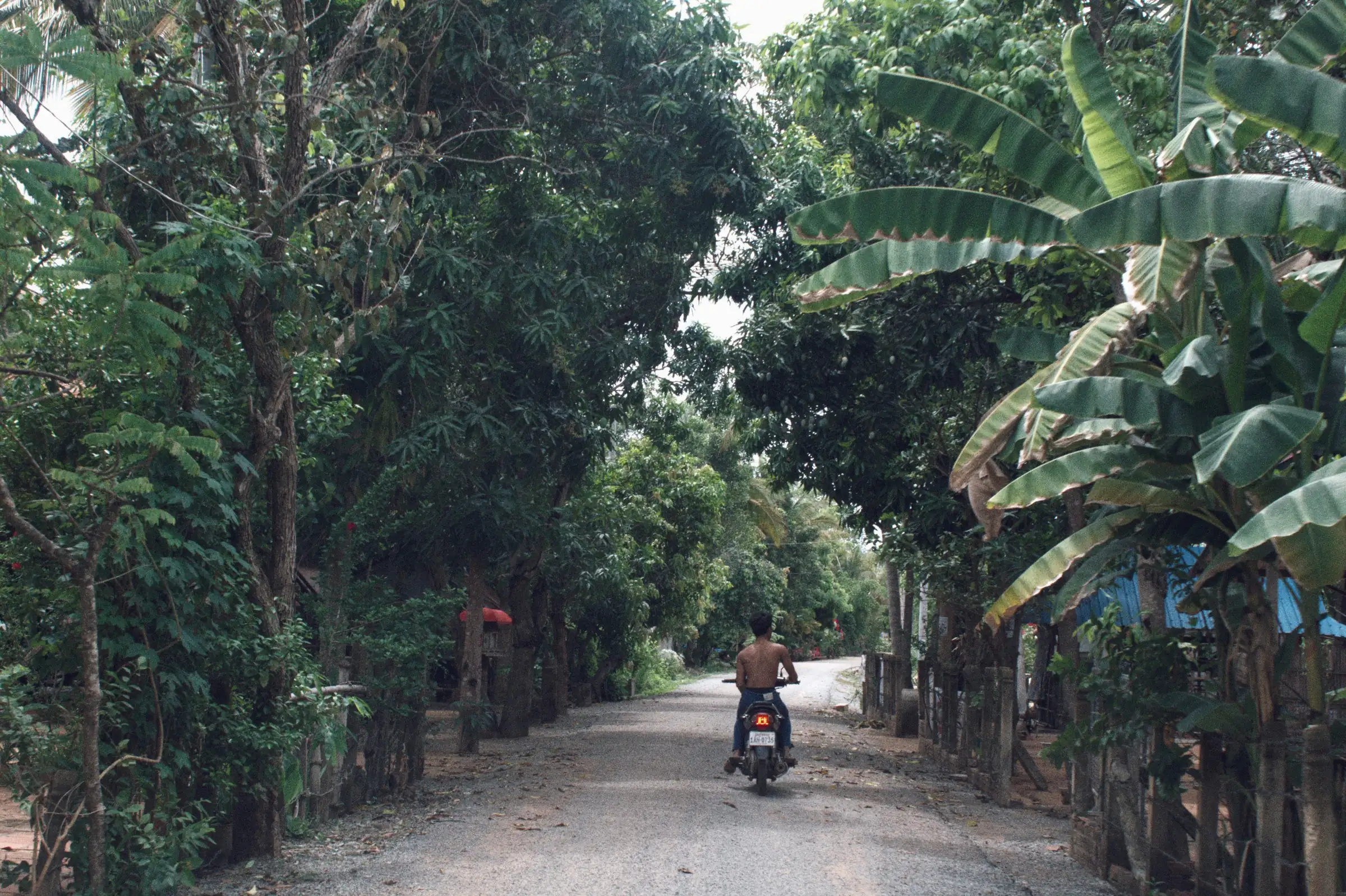 A tree-lined village road in Siem Reap Province, Cambodia, with a motorbike rider in the distance